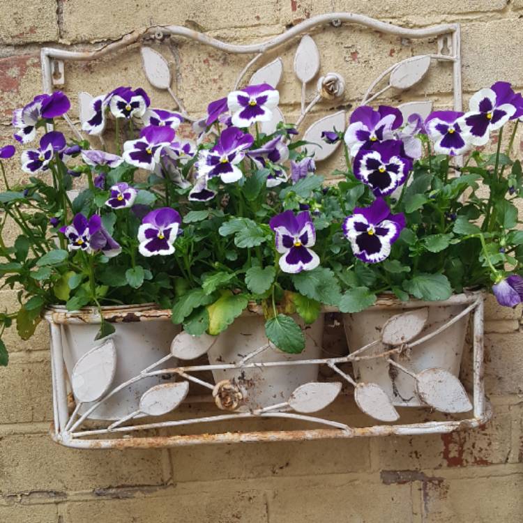 plant image 1661963