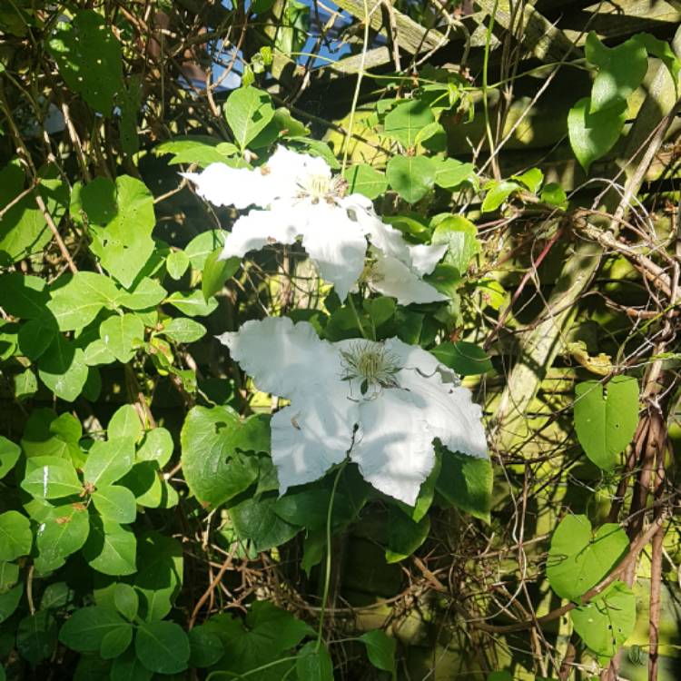 plant image 1667899 plant image 1667899