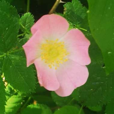 Rosa canina