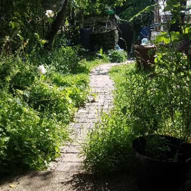 Wendy's garden