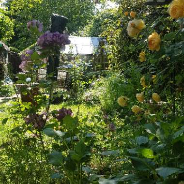 Wendy's garden