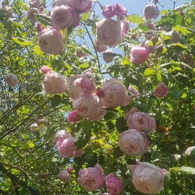 Old Rose 'Spirit Of Freedom'