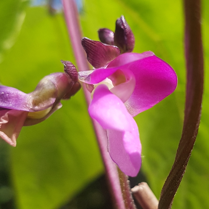 plant image 1718544