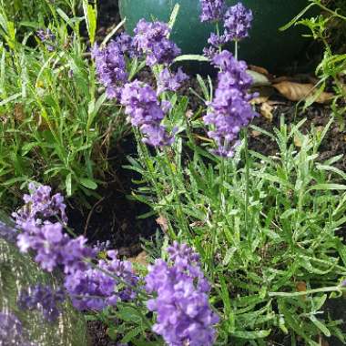 Lavandula angustifolia 'Hidcote' syn. Lavandula angustifolia 'Hidcote Blue'