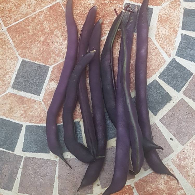 plant image 1720369