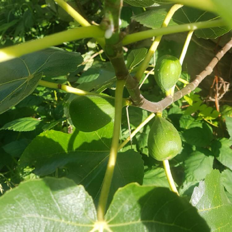 plant image 1725737 plant image 1725737