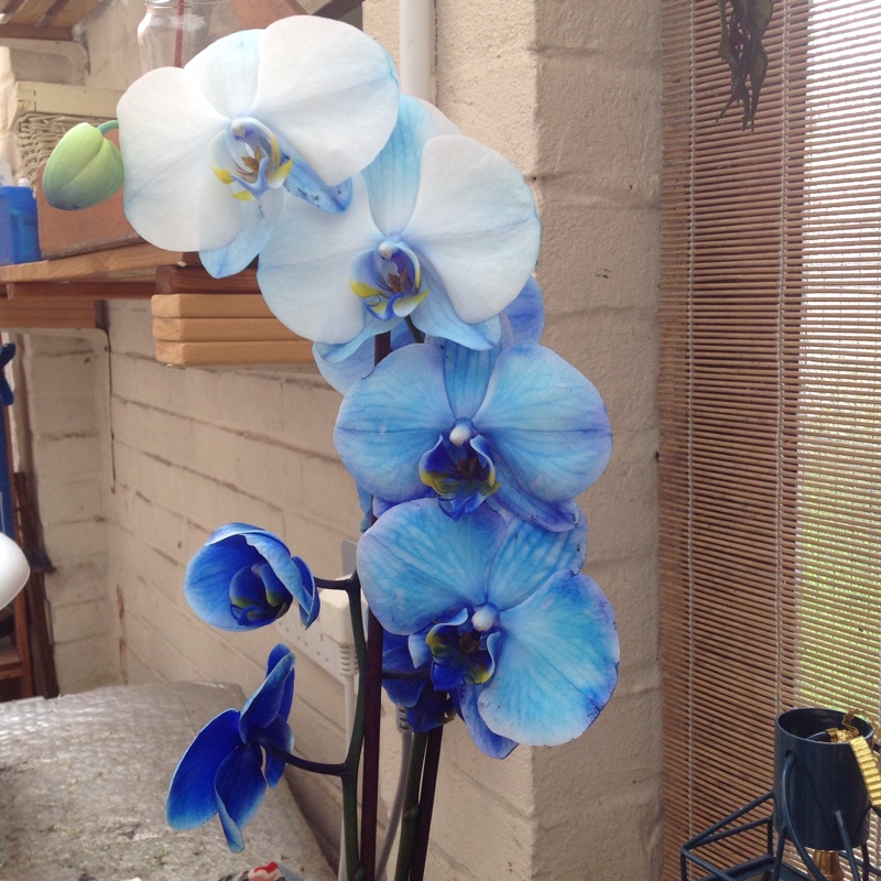 plant image 176491 plant image 176491