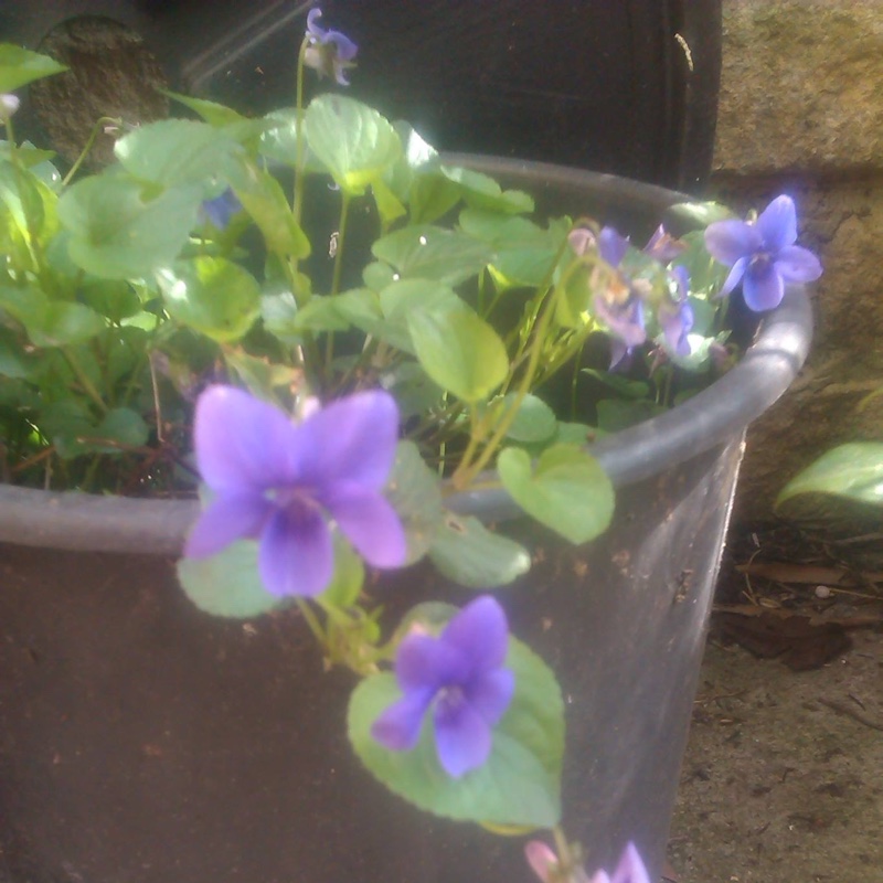 plant image 182443 plant image 182443