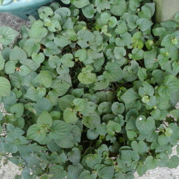 plant image 217131 plant image 217131