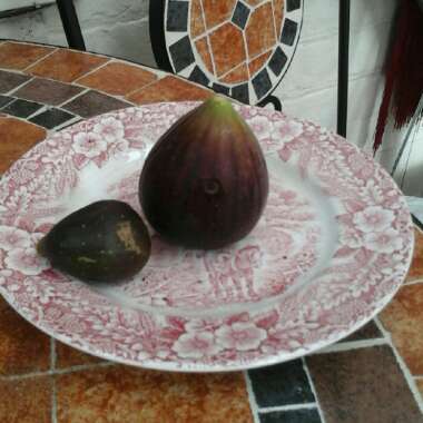 Ficus carica 'Brown Turkey'