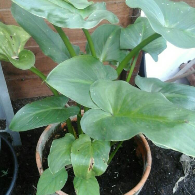 plant image 248011 plant image 248011