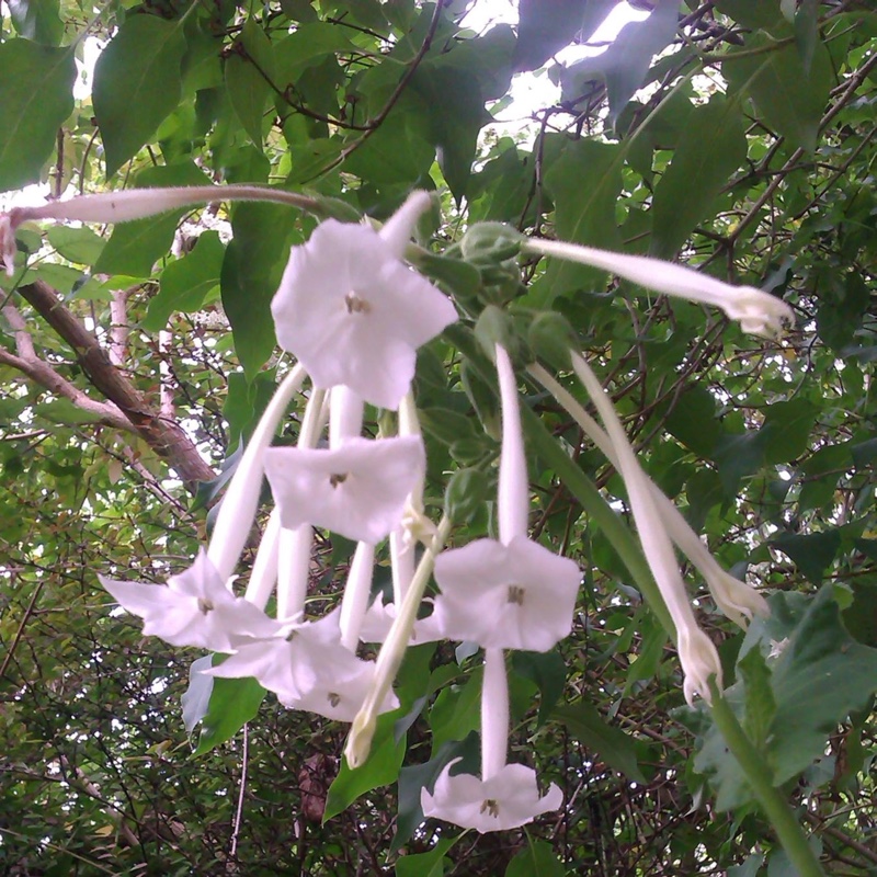 plant image 25952
