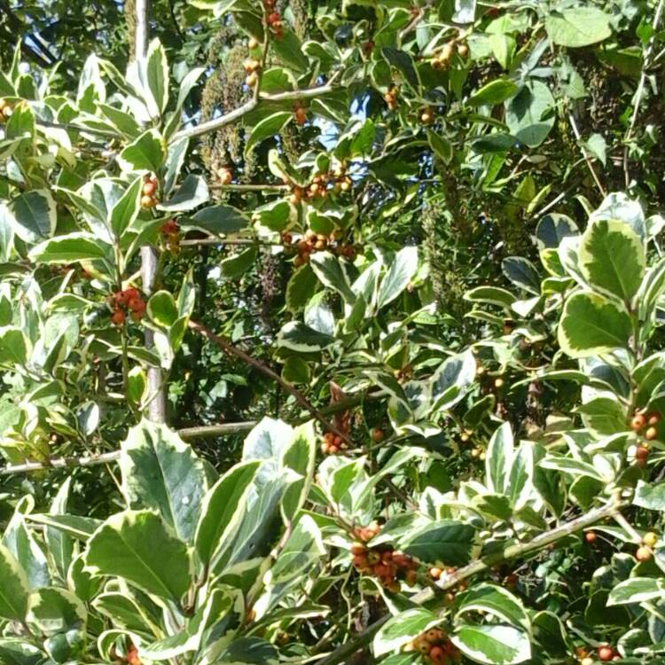 plant image 261195 plant image 261195