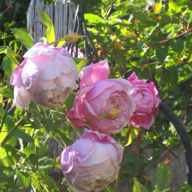 Rosa 'Spirit Of Freedom'