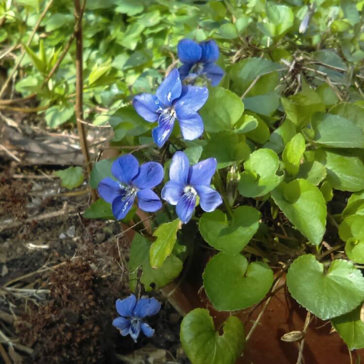 Plant image Viola riviniana 'Purpurea'