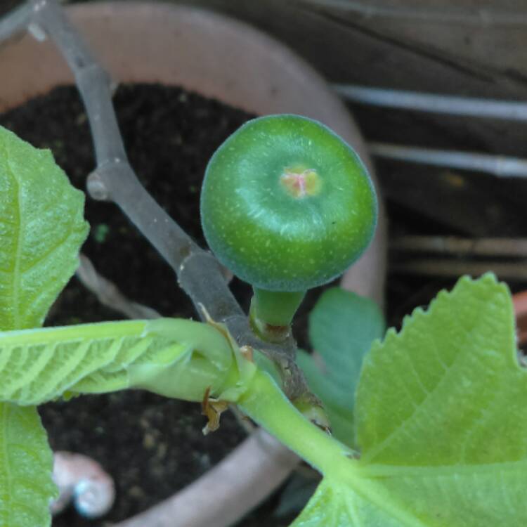 Plant image Ficus carica 'Brown Turkey'