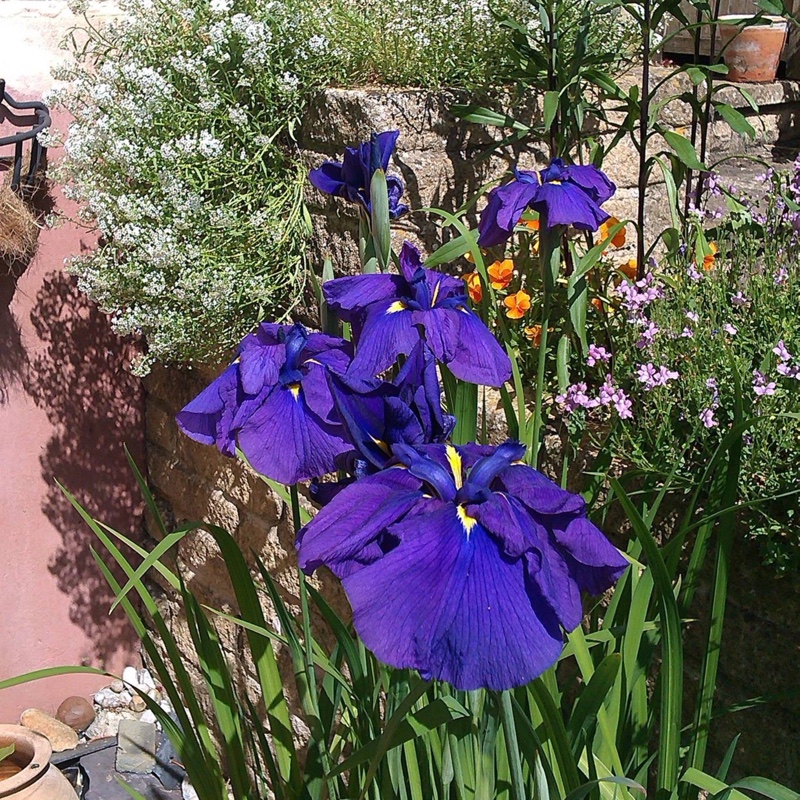Iris ensata 'Barr Purple East'