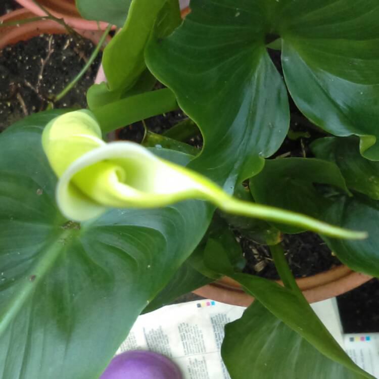 plant image 382722 plant image 382722