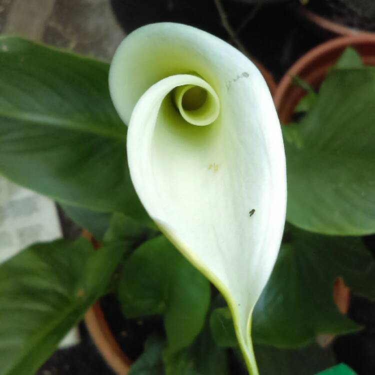 Plant image Zantedeschia aethiopica 'Green Goddess'