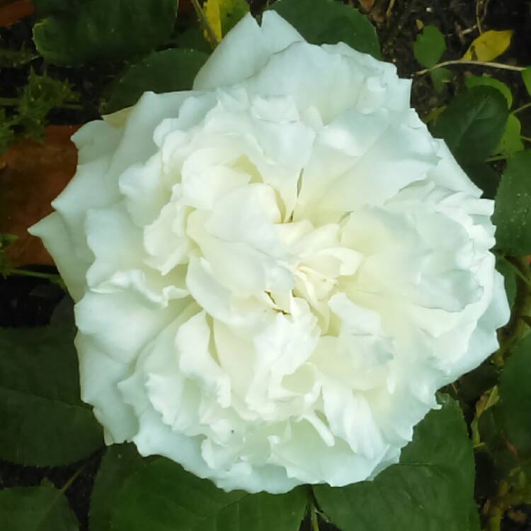 plant image 418665 plant image 418665