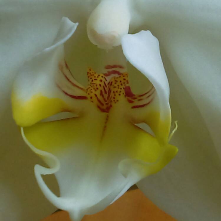 plant image 437286 plant image 437286