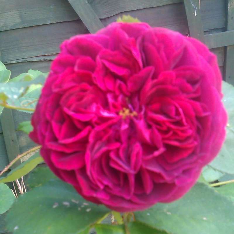 Plant image Rosa 'Falstaff'