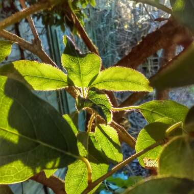 Viburnum tinus 'Lucidum'