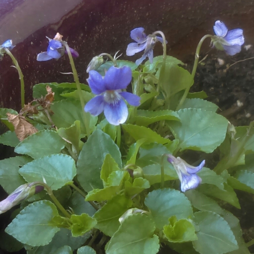 Plant image Viola riviniana 'Purpurea'