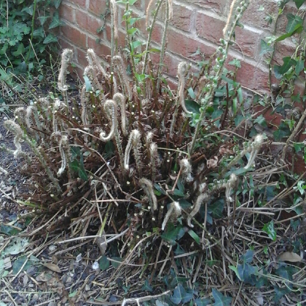 plant image 64915 plant image 64915