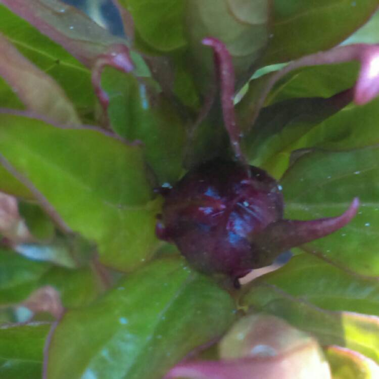 plant image 665029