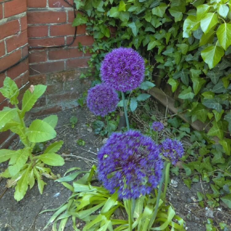 plant image 701267 plant image 701267