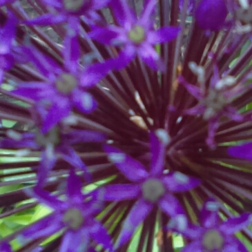 Allium hollandicum 'Purple Sensation' syn. Allium 'Purple Sensation', Allium aflatunense 'Purple Sensation'