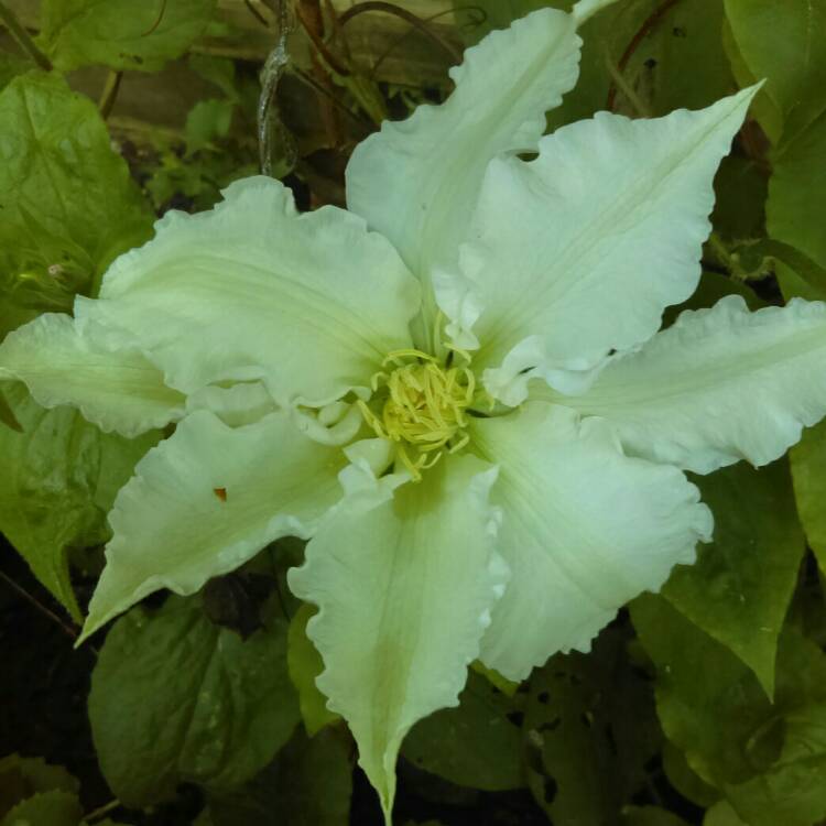 plant image 708228 plant image 708228