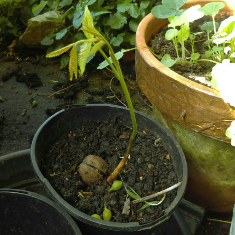 plant image 708302 plant image 708302