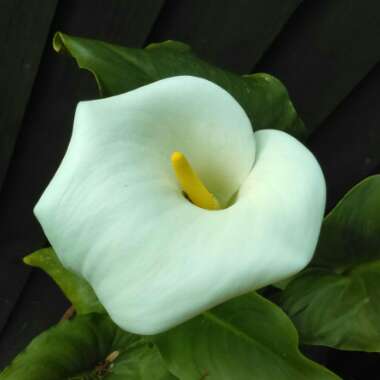 Zantedeschia aethiopica 'Green Goddess'