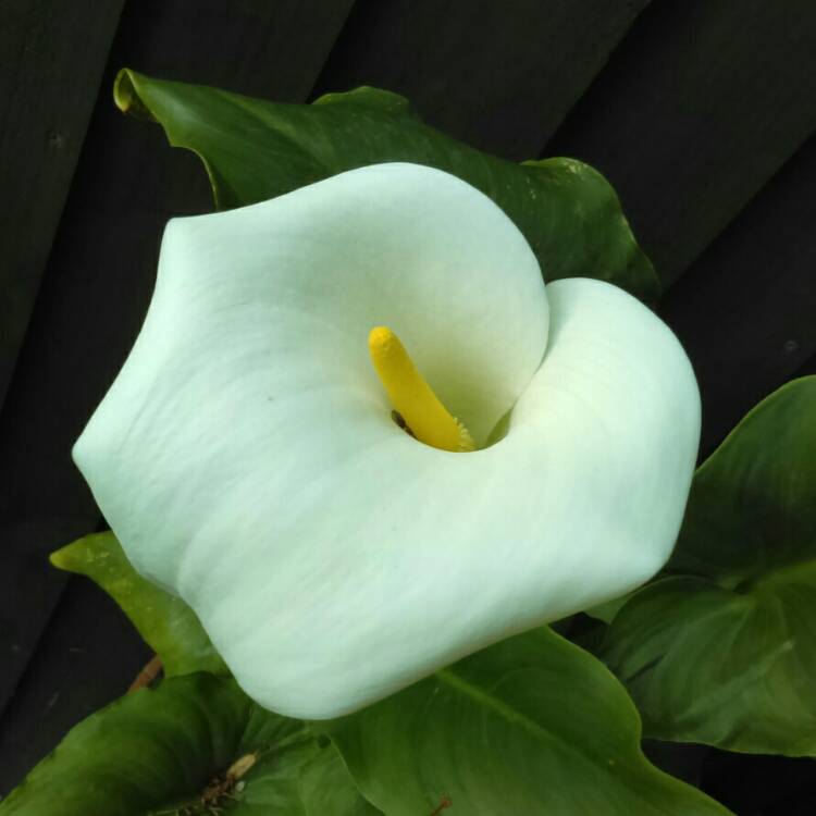 plant image 708576 plant image 708576