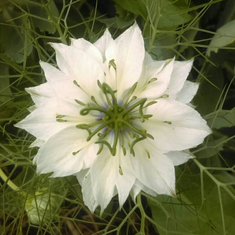 Plant image Nigella damascena 'Persian Jewels'