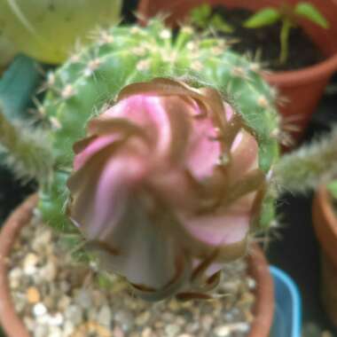 Echinopsis oxygona syn. Echinopsis eyriesii, Echinopsis multiplex, Echinopsis tubiflora