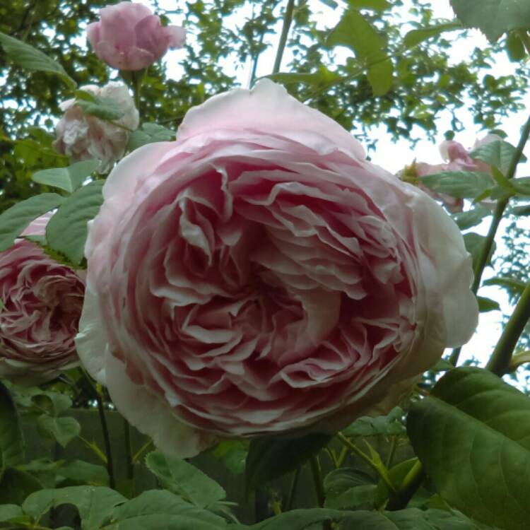 plant image 731256 plant image 731256