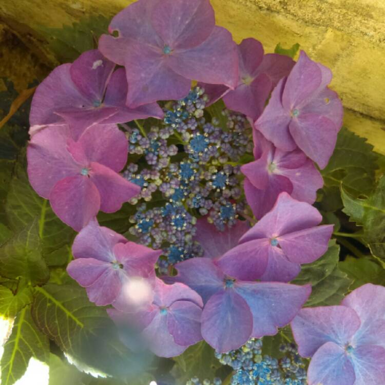 plant image 761415 plant image 761415