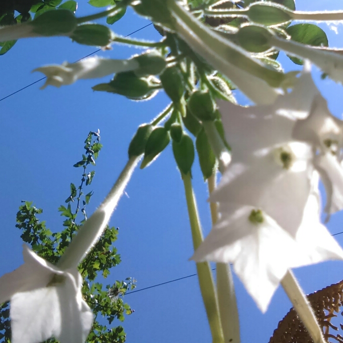 plant image 763779