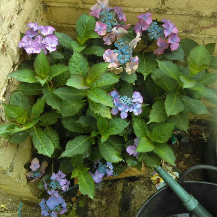 plant image 778719 plant image 778719
