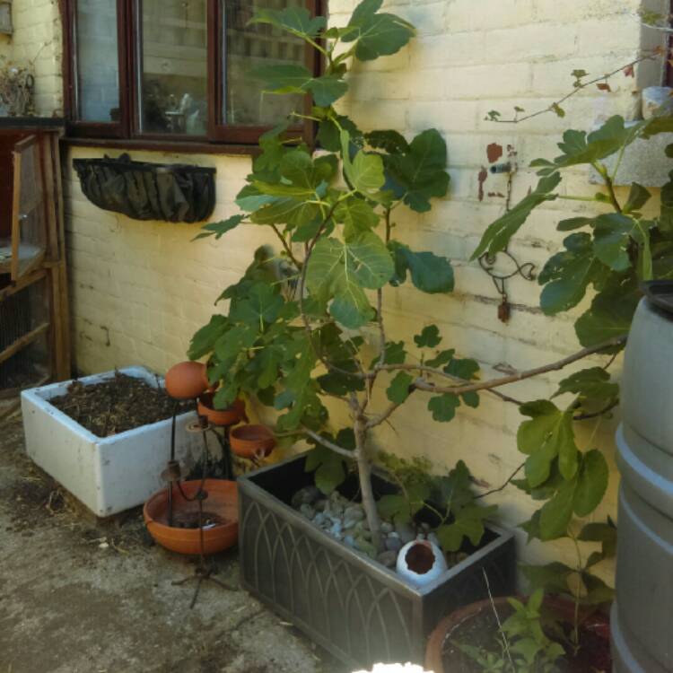 plant image 779680 plant image 779680