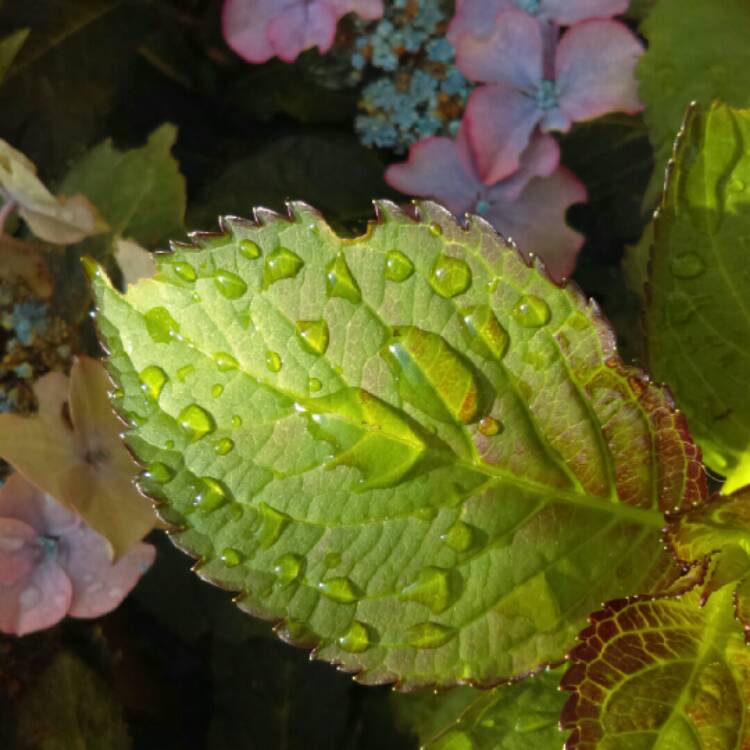 plant image 783584 plant image 783584