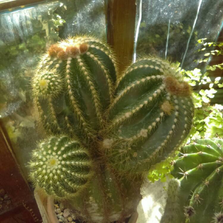 plant image 796095