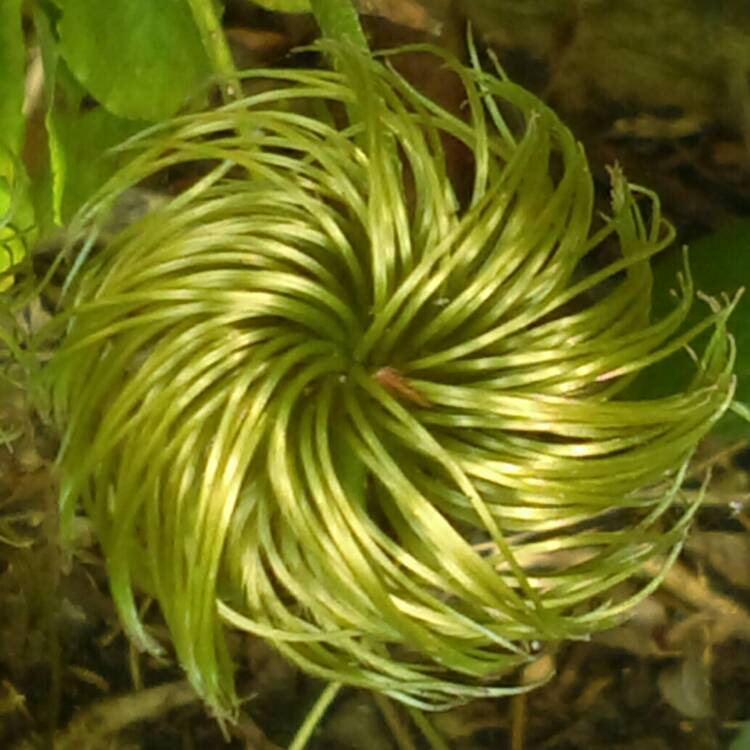 plant image 811266 plant image 811266