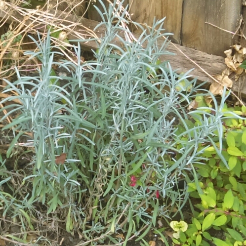 plant image 814032 plant image 814032
