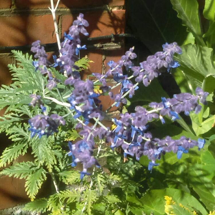 plant image 846983 plant image 846983
