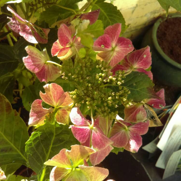 plant image 868937 plant image 868937