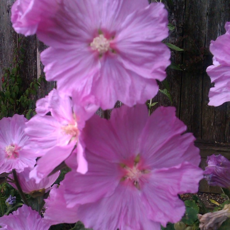 Plant image Malva Sylvestris 'Mystic Merlin'